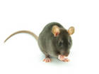 507b7aeb9a1 • Mehr Mäuse für Junglehrer!