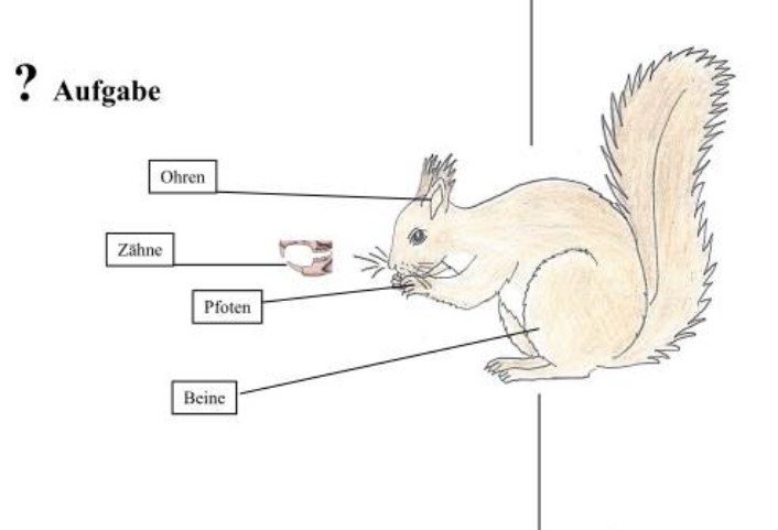 eichhoernchen • Das Eichhörnchen und seine Besonderheiten