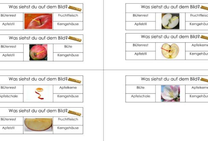 klammerkarten apfel &bull; Klammerkarten zum Aufbau eines Apfels
