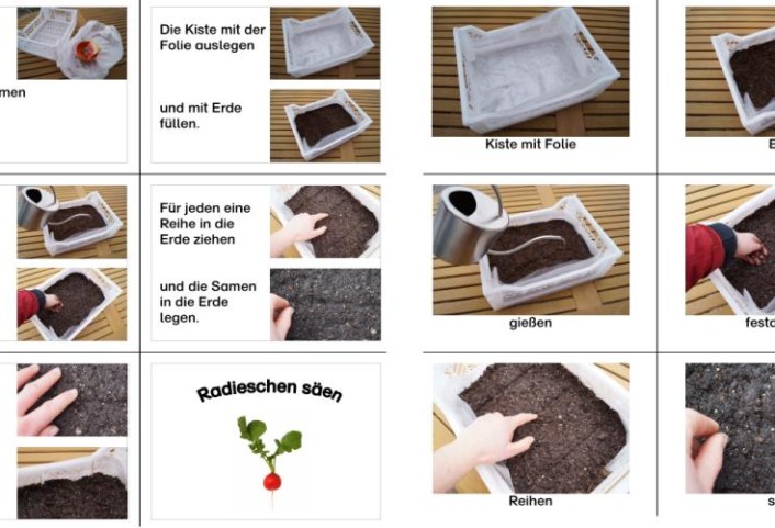 radieschen saeen • Radieschen - Anleitung zum Säen und Wachstum in Bildern