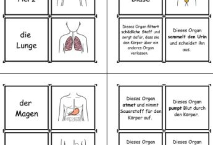 zuordnungskarten koerper • Zuordnungskarten - Organe, Bilder und ihre Funktionen