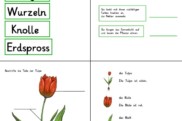 fruehblueher pflanzenteile und ihre funktionen • Tulpe - Planzenteile