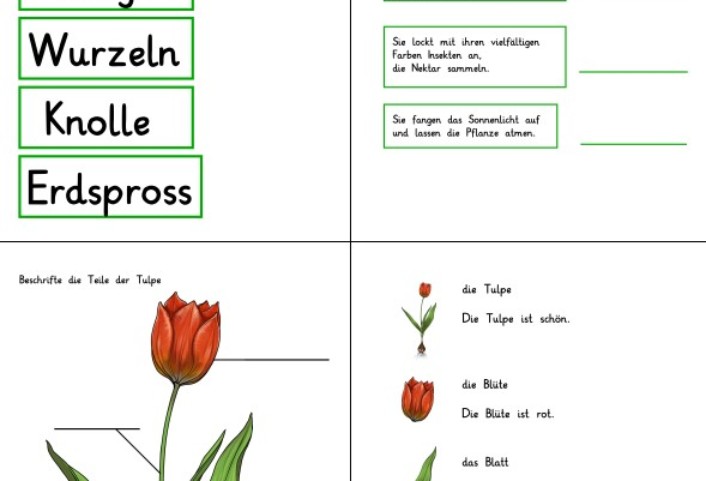 fruehblueher pflanzenteile und ihre funktionen • Tulpe - Planzenteile
