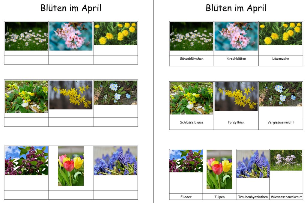blueten im april • Blüten im April