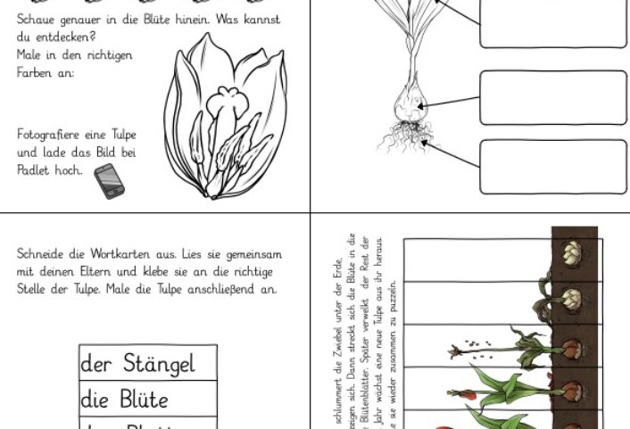 die tulpe • Die Tulpe - Bestandteile, Entwicklung und Ganzwort