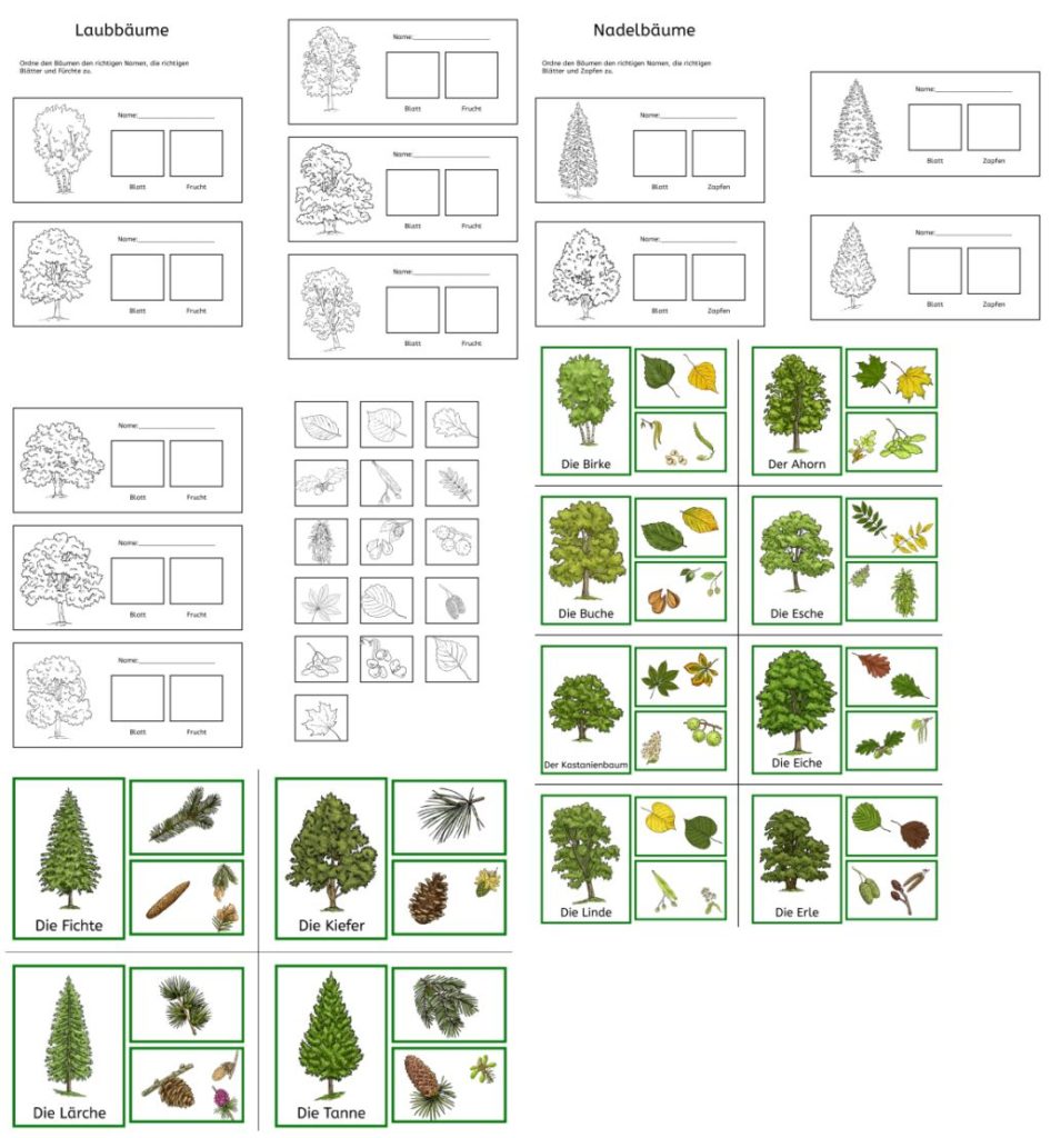 Bäume Und Ihre Früchte Arbeitsblatt
 Zuordnung Bäume Blätter Früchte • gpaed