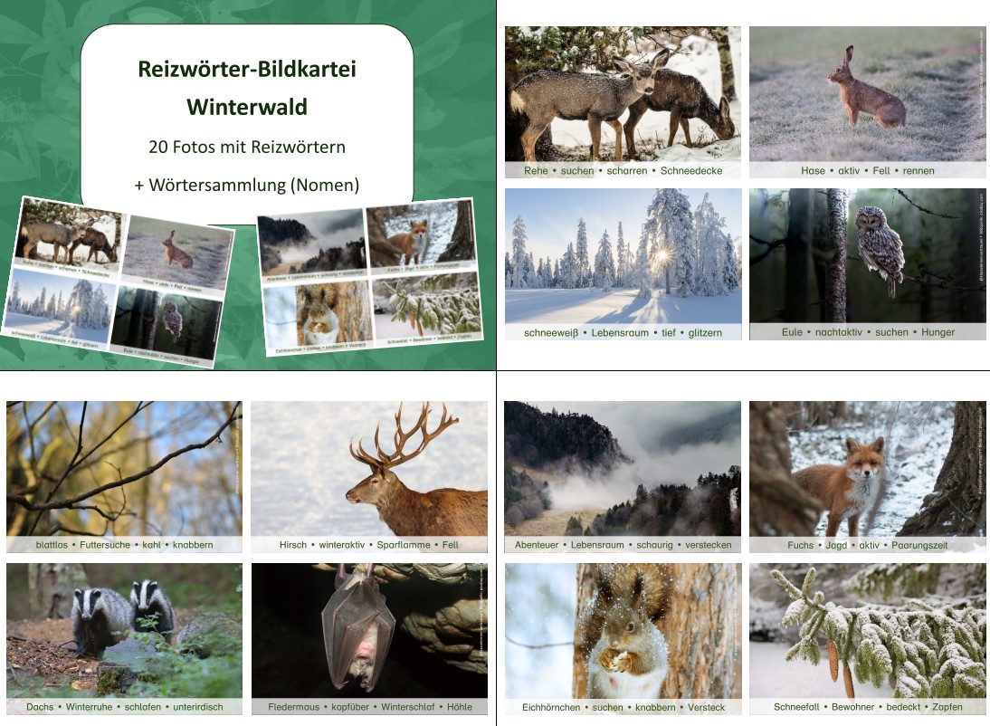 reizwort bildkartei winterwald • Bildkartei Winterwald