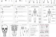 skelett arbeitsblaetter puzzle bilder 3 • Materialpaket Skelett des Menschen
