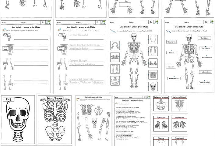 skelett arbeitsblaetter puzzle bilder 3 • Materialpaket Skelett des Menschen