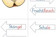 apfel bestandteile des apfels tafelmaterial • Der Apfel - Tafelmaterial