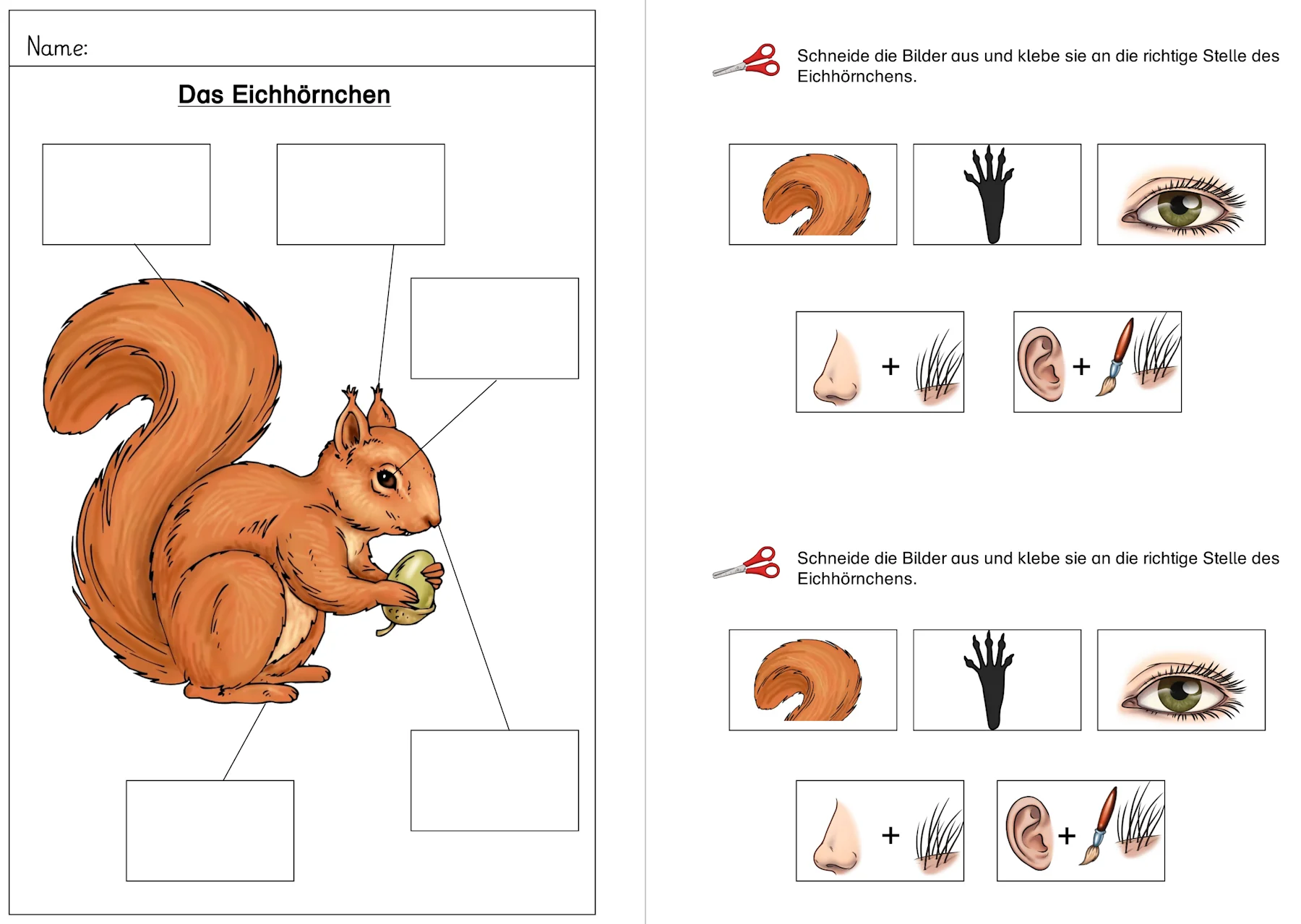 ab eichhoernchen koerperteile • Körperteile des Eichhörnchens