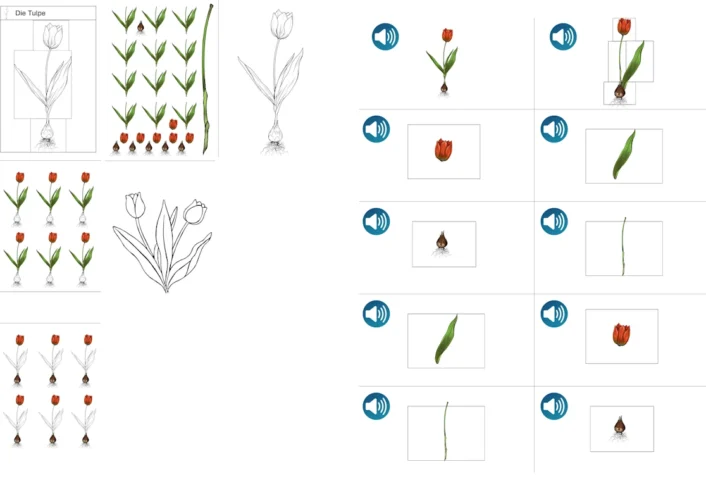 uv und lernmaterial aufbau der tulpe • Aufbau der Tulpe