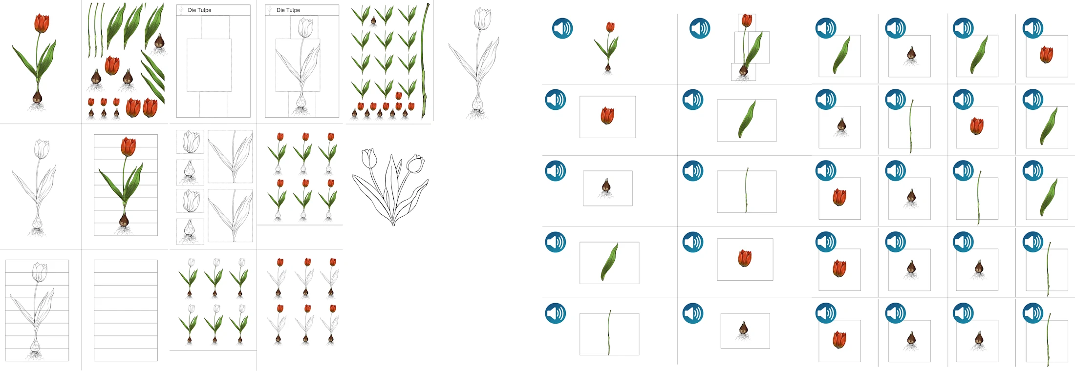 uv und lernmaterial aufbau der tulpe • Aufbau der Tulpe