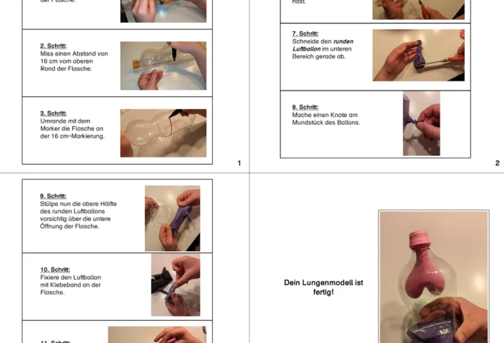 bastelanleitung lungenmodell • Bastelanleitung Lungenmodell