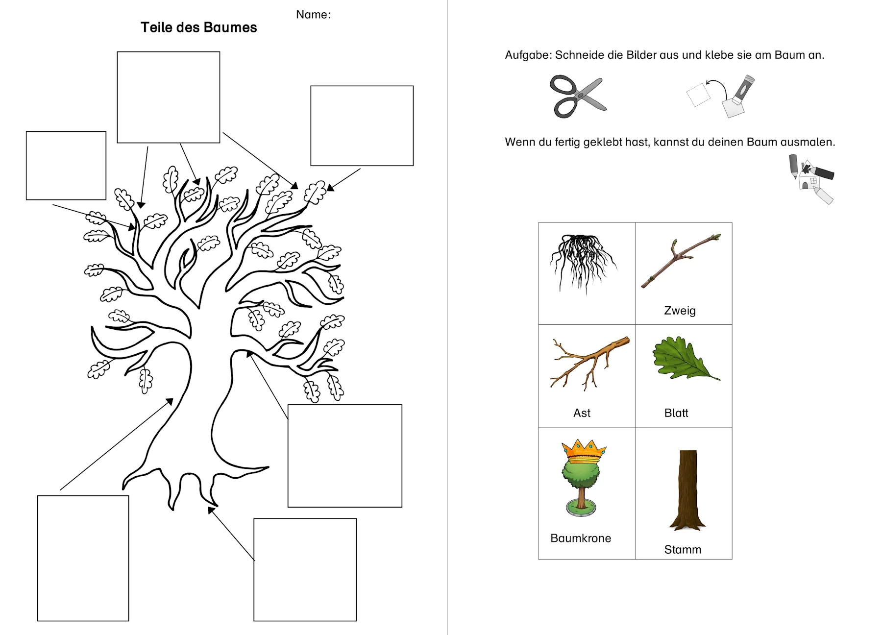 teile des baumes • Teile des Baumes