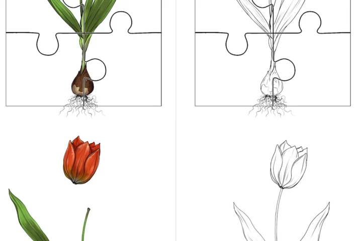 aufgabenmappe tulpe • Aufgabenmappe Frühblüher Tulpe