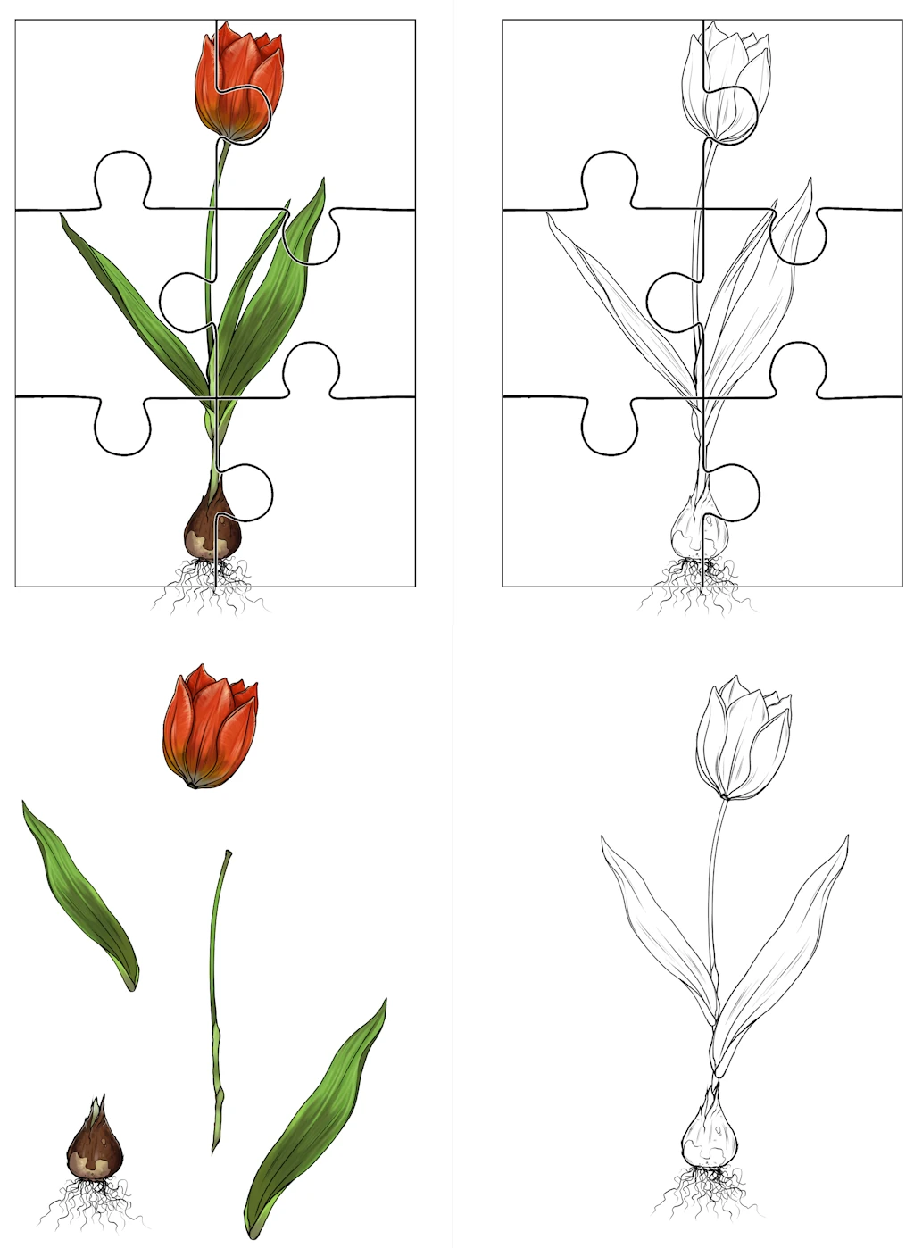 aufgabenmappe tulpe • Aufgabenmappe Frühblüher Tulpe