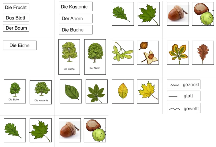 baeume im herbst bestimmen • Bäume im Herbst bestimmen