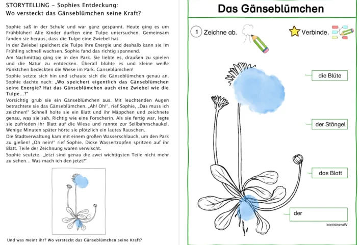 das gaensebluemchen • Das Gänseblümchen - eine Sachzeichnung