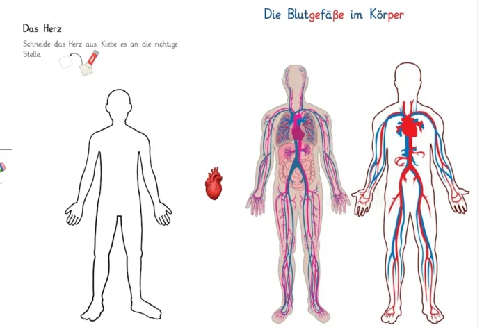 einfuehrung herz kreislauf system • Materialien für die Einführung des Herz-Kreislauf-System