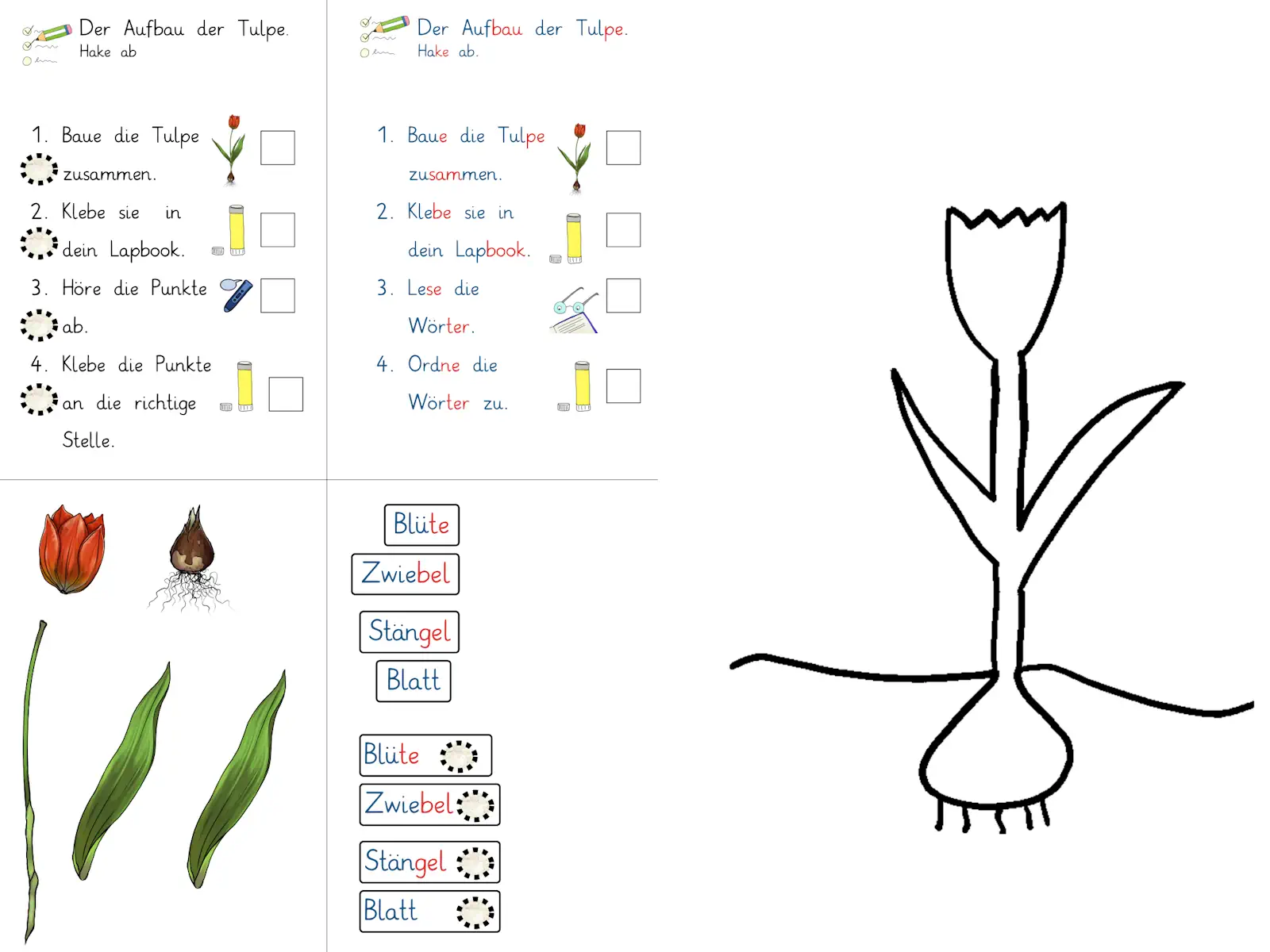 aufbau tulpe &bull; Aufbau der Tulpe
