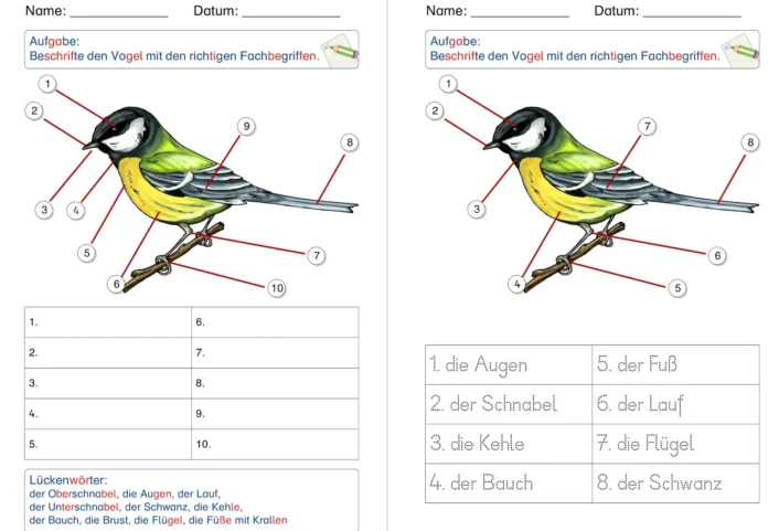 ab sachunterricht vogel koerperteile zwei differenzierungen &bull; Vögel Körperteile